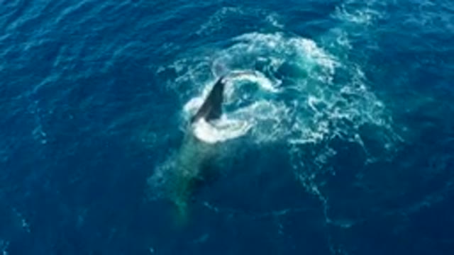 BUZZARDS EAST CAPE LOS CABOS BCS MEXICO-2022: Humpback Whale Surfacing and Splashing in Ocean