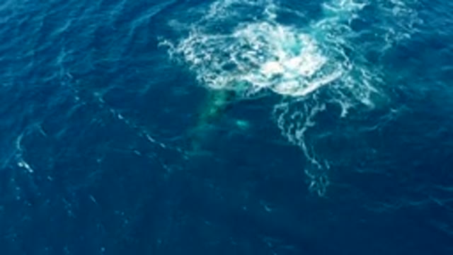 BUZZARDS EAST CAPE LOS CABOS BCS MEXICO-2022: Whale Tail Flukes Surfacing and Submerging in Ocean