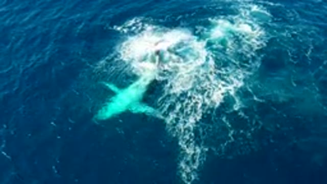 BUZZARDS EAST CAPE LOS CABOS BCS MEXICO-2022: Humpback Whale Tail Slapping Ocean Surface