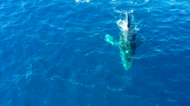 BUZZARDS EAST CAPE LOS CABOS BCS MEXICO-2022: Humpback Whale Fluke Slapping Ocean Surface