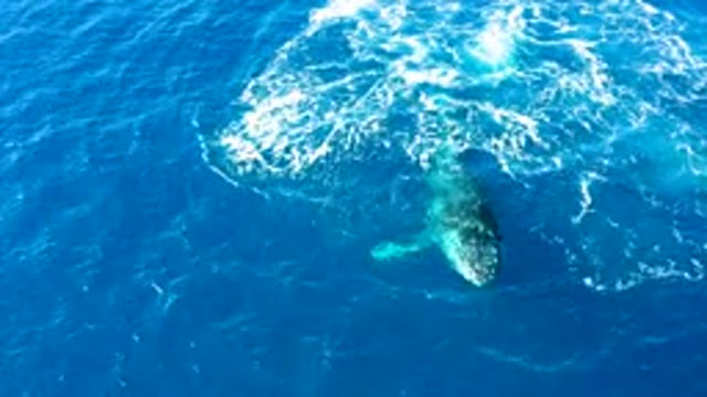 BUZZARDS EAST CAPE LOS CABOS BCS MEXICO-2022: Humpback Whale Surfacing in Open Ocean