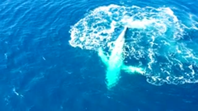 BUZZARDS EAST CAPE LOS CABOS BCS MEXICO-2022: Humpback Whale Fluke Splashing in Ocean