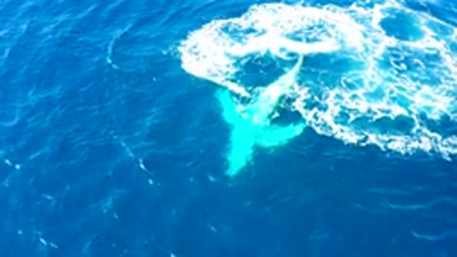 BUZZARDS EAST CAPE LOS CABOS BCS MEXICO-2022: Humpback Whale Tail Slapping Ocean Surface