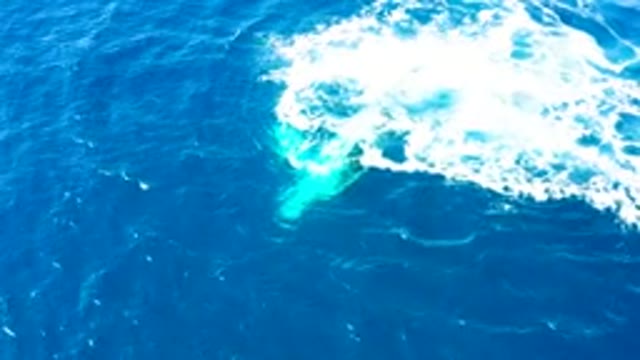 BUZZARDS EAST CAPE LOS CABOS BCS MEXICO-2022: Humpback Whale Tail Slapping Ocean Surface