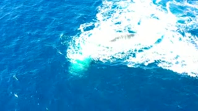 BUZZARDS EAST CAPE LOS CABOS BCS MEXICO-2022: Boat Wake Creating White Foam on Deep Blue Ocean