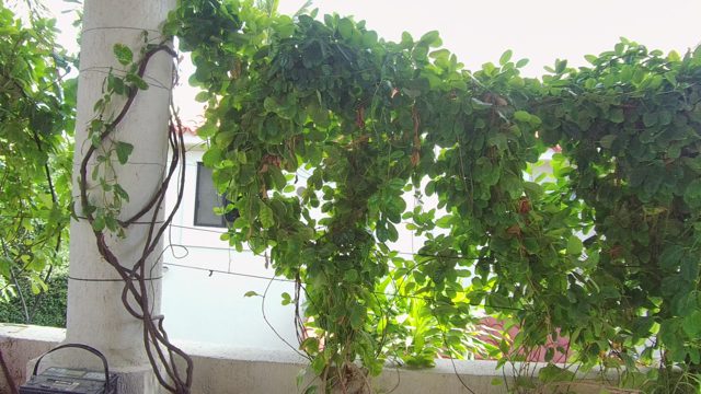 EAST CAPE LOS CABOS BCS MEXICO-2022: Vines Draping Over White Column and Wall