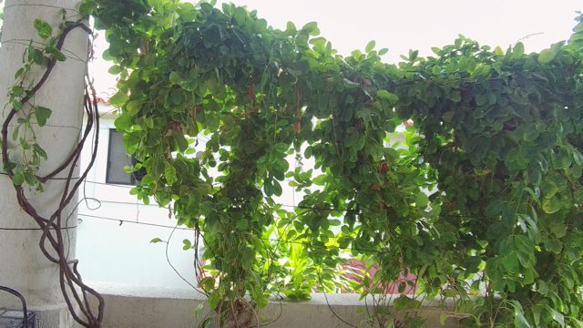 EAST CAPE LOS CABOS BCS MEXICO-2022: Vine-covered Pergola with Moving Lantern