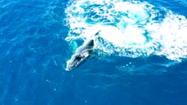 BUZZARDS EAST CAPE LOS CABOS BCS MEXICO-2022: Humpback Whale Emerging From Ocean Surface