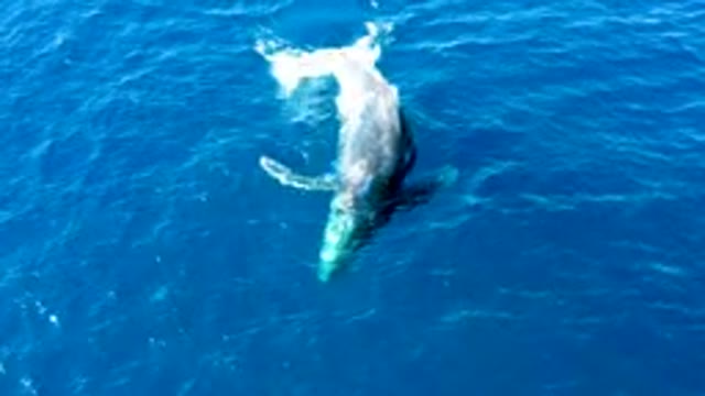 BUZZARDS EAST CAPE LOS CABOS BCS MEXICO-2022: Humpback Whale Surfacing and Creating a Splash