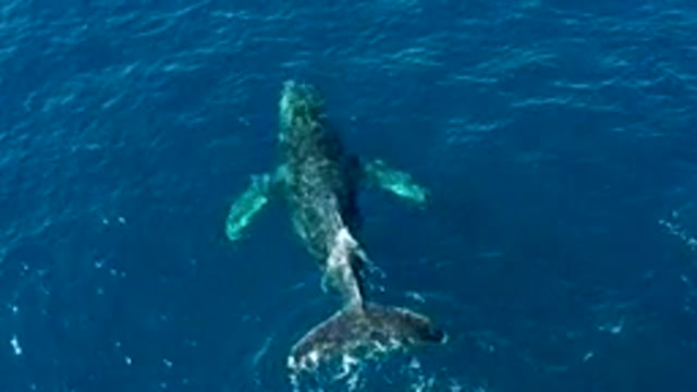 BUZZARDS EAST CAPE LOS CABOS BCS MEXICO-2022: Humpback Whale Breaching in the Ocean