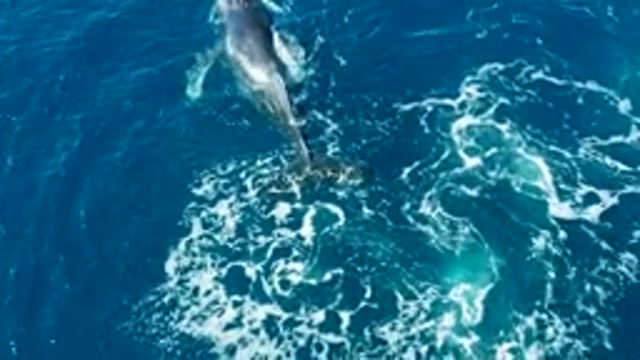 BUZZARDS EAST CAPE LOS CABOS BCS MEXICO-2022: Humpback Whale Tail Slapping and Diving in Ocean