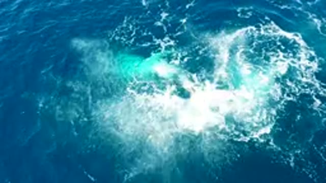 BUZZARDS EAST CAPE LOS CABOS BCS MEXICO-2022: Humpback Whale Surfacing and Submerging in Ocean