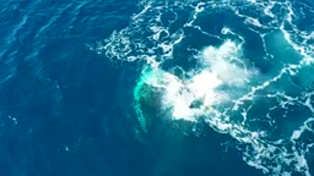 BUZZARDS EAST CAPE LOS CABOS BCS MEXICO-2022: Humpback Whale Fluke Diving in Ocean