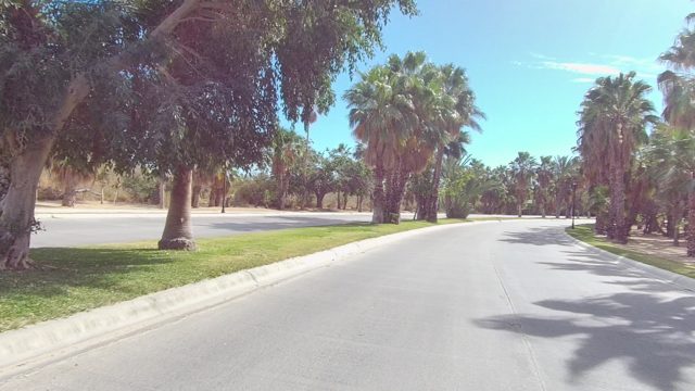 EAST CAPE LOS CABOS BCS MEXICO-2022: Palm Tree Lined Road in a Sunny Area