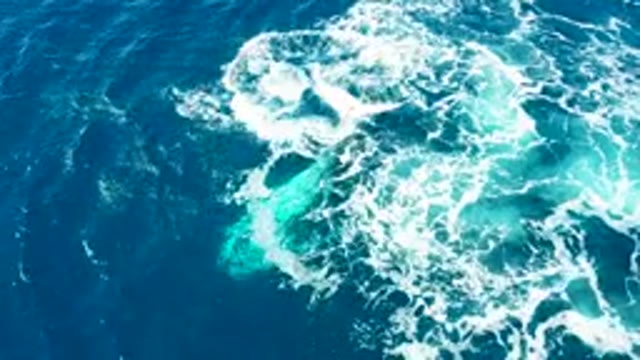BUZZARDS EAST CAPE LOS CABOS BCS MEXICO-2022: Whale Tail Fluke Breaking Ocean Surface