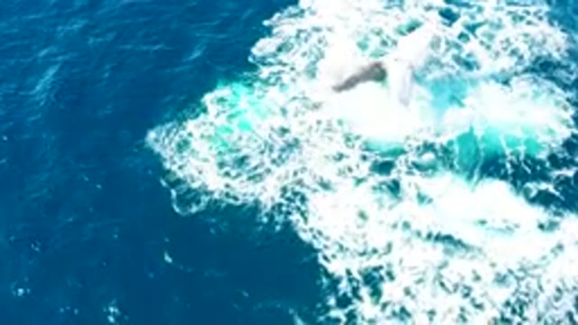 BUZZARDS EAST CAPE LOS CABOS BCS MEXICO-2022: Whale Fluke Surfacing and Submerging in Ocean