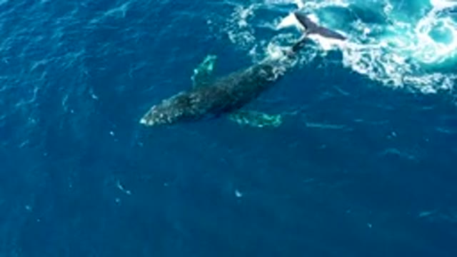 BUZZARDS EAST CAPE LOS CABOS BCS MEXICO-2022: Humpback Whale Tail Slapping Ocean Surface