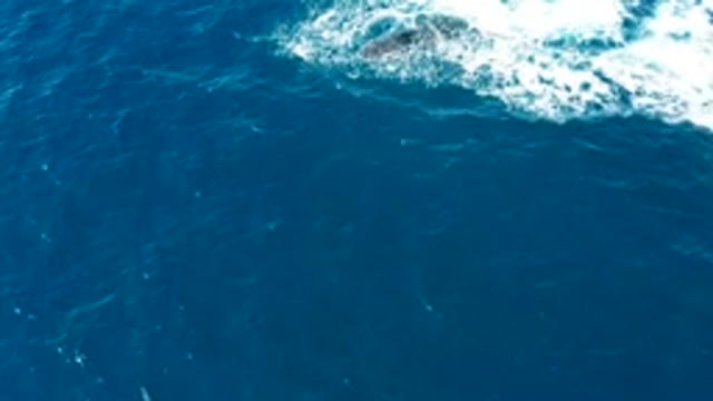 BUZZARDS EAST CAPE LOS CABOS BCS MEXICO-2022: Humpback Whale Emerging From Ocean Surface