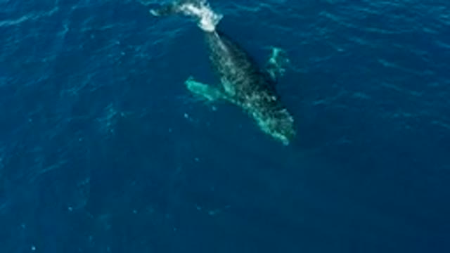 BUZZARDS EAST CAPE LOS CABOS BCS MEXICO-2022: Humpback Whale Tail Slapping and Diving in Ocean