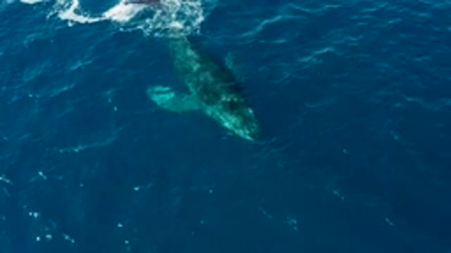 BUZZARDS EAST CAPE LOS CABOS BCS MEXICO-2022: Humpback Whale Gliding Through Deep Blue Ocean