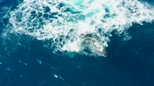 BUZZARDS EAST CAPE LOS CABOS BCS MEXICO-2022: Whale Surfacing in Ocean Waters