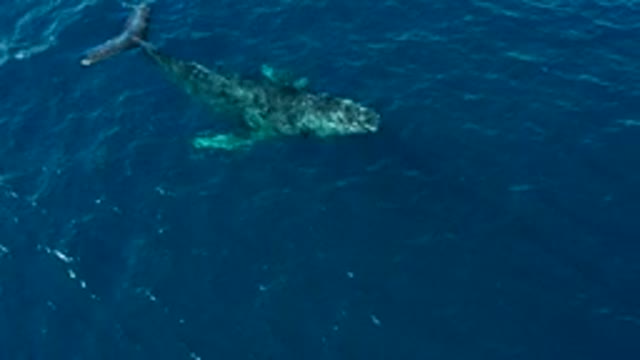 BUZZARDS EAST CAPE LOS CABOS BCS MEXICO-2022: Humpback Whale Breaching in Ocean