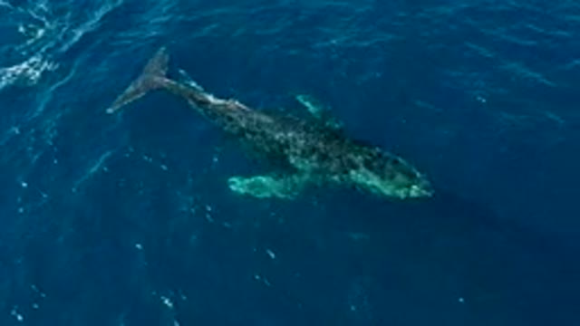 BUZZARDS EAST CAPE LOS CABOS BCS MEXICO-2022: Humpback Whale Gliding Through Ocean Surface