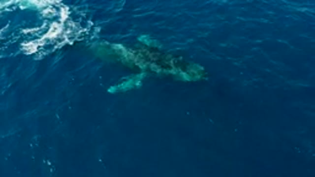 BUZZARDS EAST CAPE LOS CABOS BCS MEXICO-2022: Humpback Whale and Calf Swimming in Ocean