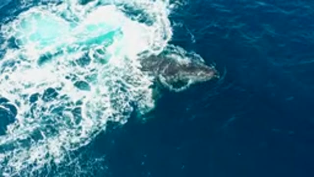 BUZZARDS EAST CAPE LOS CABOS BCS MEXICO-2022: Humpback Whale Emerging From Ocean Waves