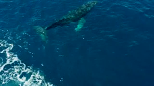 BUZZARDS EAST CAPE LOS CABOS BCS MEXICO-2022: Humpback Whale Surfacing and Creating a Splash