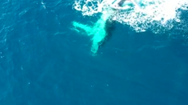 BUZZARDS EAST CAPE LOS CABOS BCS MEXICO-2022: Humpback Whale Fluke Diving in Ocean
