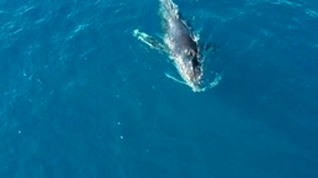 BUZZARDS EAST CAPE LOS CABOS BCS MEXICO-2022: Humpback Whale Breaching in Ocean Waters