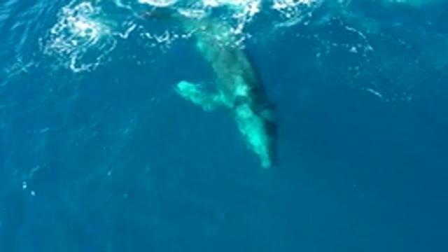 BUZZARDS EAST CAPE LOS CABOS BCS MEXICO-2022: Humpback Whale Surfacing in Clear Blue Water