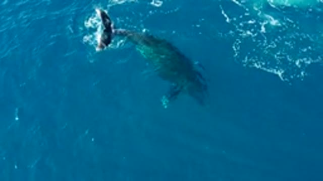 BUZZARDS EAST CAPE LOS CABOS BCS MEXICO-2022: Humpback Whale Tail Slapping Ocean Surface