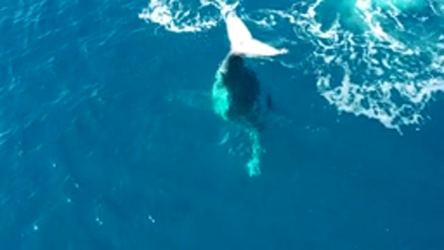 BUZZARDS EAST CAPE LOS CABOS BCS MEXICO-2022: Humpback Whale Diving in Ocean