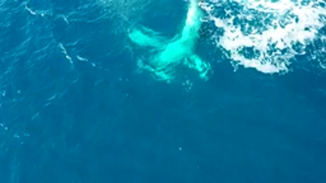 BUZZARDS EAST CAPE LOS CABOS BCS MEXICO-2022: Humpback Whale Tail Diving Into Ocean