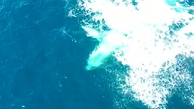 BUZZARDS EAST CAPE LOS CABOS BCS MEXICO-2022: Humpback Whale Tail Slapping Ocean Surface