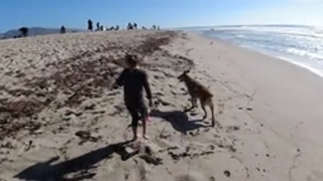 TRESTLES BEACH CALIFORNIA-2019: A Dog With Her Owner At The Beach Having Fun And Playing