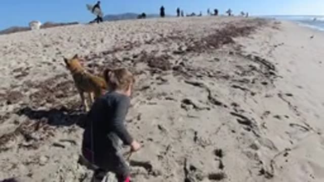 TRESTLES BEACH CALIFORNIA-2019: Dog Plays With Family On Beach Sand