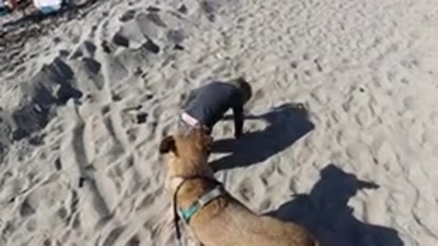 TRESTLES BEACH CALIFORNIA-2019: A Person Crawling Over Hot Brown Sand