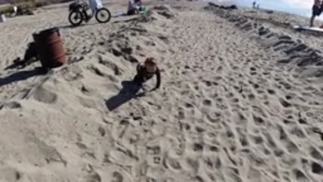 TRESTLES BEACH CALIFORNIA-2019: A Little Girl Is Playing At A Beach In A Sunny Day