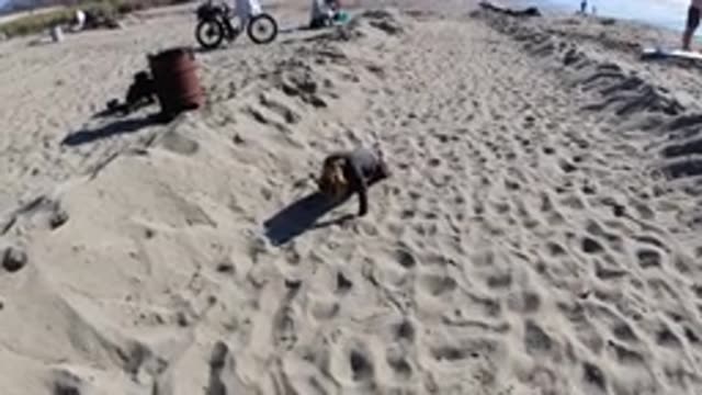 TRESTLES BEACH CALIFORNIA-2019: An Adult Female Crawling On All Fours On The Sand