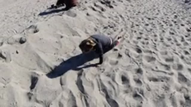 TRESTLES BEACH CALIFORNIA-2019: Child Crawls On The Beach Sand Playing And