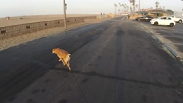HUNTINGTON BEACH CALIFORNIA-2019: Tan Colored Medium Sized Dog Walks On Asphalt