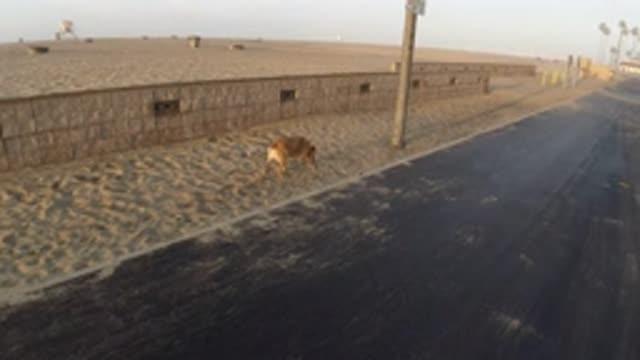 HUNTINGTON BEACH CALIFORNIA-2019: Adorable Brown Dog Moving Along a Roadside