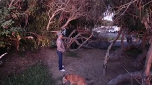 PISMO BEACH CALIFORNIA-2019: Walking In Park With Dog With Large Tree In