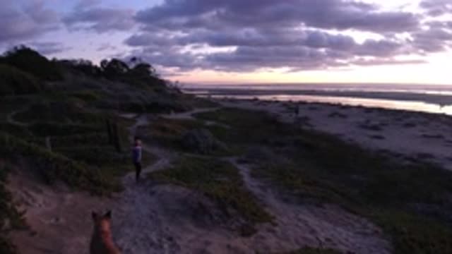 PISMO BEACH CALIFORNIA-2019: The Dog Is Walking Along The Path In The Sand With