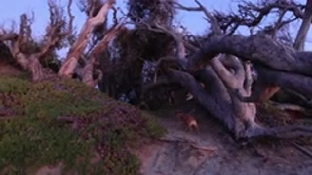 PISMO BEACH CALIFORNIA-2019: Walking A Dog Through A Tree That Has Fallen Down