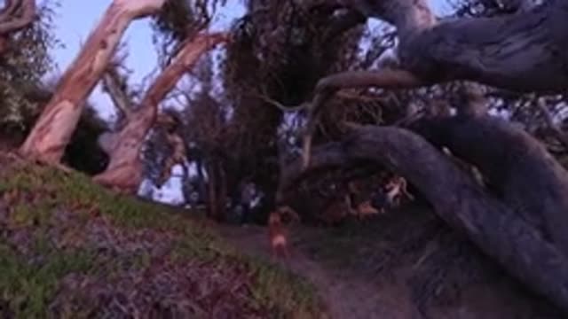 PISMO BEACH CALIFORNIA-2019: Leisurely Walking Dog On Leash With Partner In