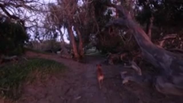 PISMO BEACH CALIFORNIA-2019: A Brown Colored Jackal Is Walking Alone In The